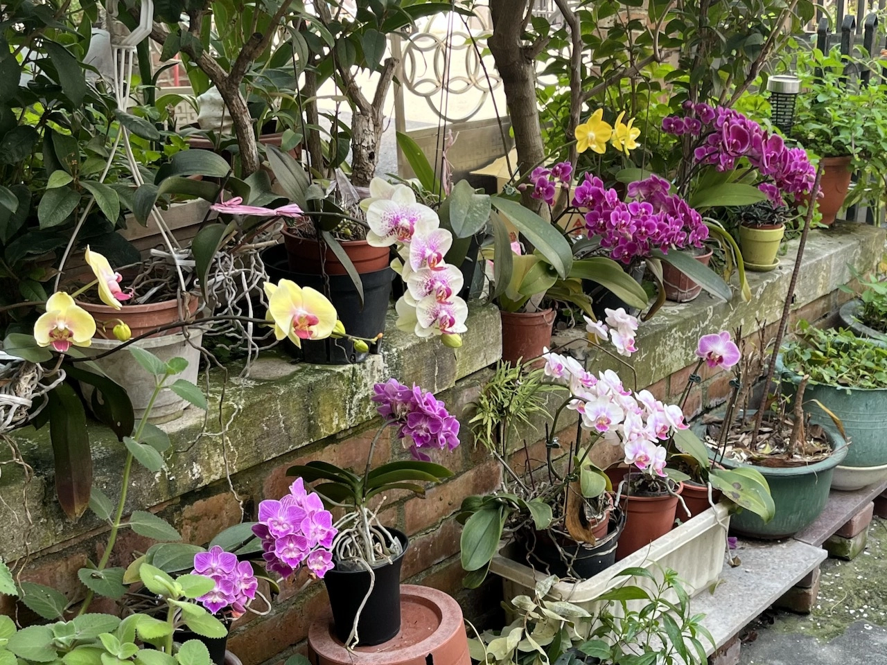orchid