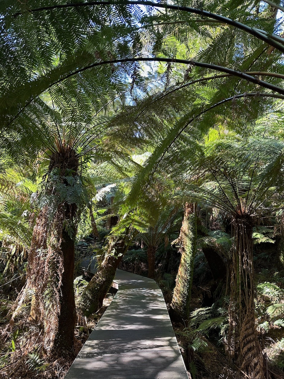 matis rest rainforest walk