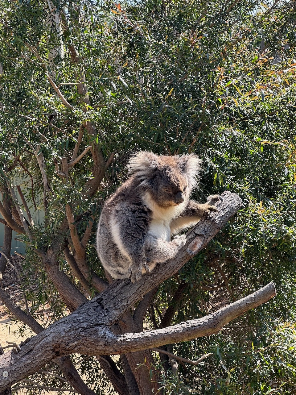 koala