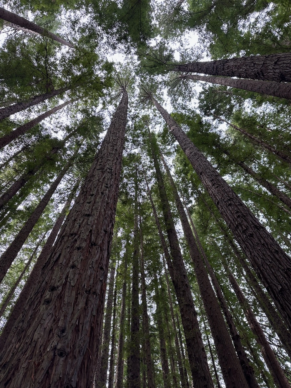 redwood forest